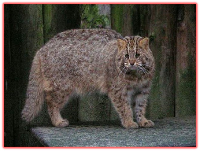 Амурский кот